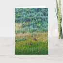 Buscar grúas del sandhill tarjetas Naturaleza