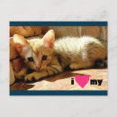 Buscar gato triste postales 9 º gata