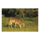 Buscar labranza posters Pastizales