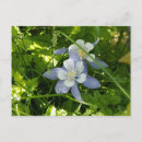Buscar columbine postales Azul
