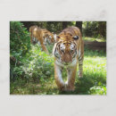 Buscar arrogancia postales Animal