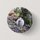Buscar ovejas lindas chapas 6 º oveja