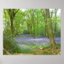 Buscar bluebells posters Woods