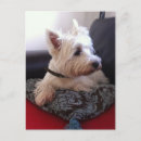 Buscar westies postales Blanco