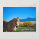 Buscar caballos hermosos postales 7 º oscilación