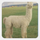Buscar alpaca pegatinas Adorable