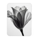 Buscar tulipanes blancos imanes Botánico