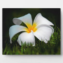 Buscar hawaii placas fotograbadas Flor
