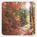 Buscar vision pegatinas Bosque
