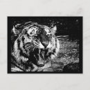 Buscar tigre blanco y negro postales Salvaje