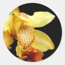 Buscar orquídeas amarillas pegatinas Para todos