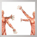 Buscar anatomía muscular posters Ilustracion
