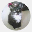 Buscar oreo postales Gatito