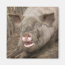 Buscar cerdo imanes Animal