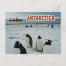 Buscar pingüinos postales hielo