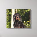 Buscar setter lienzos Animal