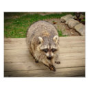 Buscar raccoon arte Naturaleza
