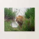 Buscar leones africanos puzzles Animales