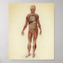 Buscar anatomía humana posters Humano