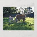Buscar borrador postales Equino