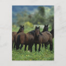 Buscar equestrian postales Horse