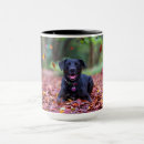Buscar labrador tazas Animal
