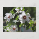 Buscar rosa de sharon postales Flores