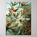 Buscar colibríes posters Aves