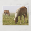 Buscar equino Naturaleza