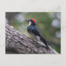 Buscar carpintero postales Ave silvestre