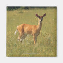 Buscar blanco atado imanes Fauna