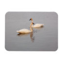 Buscar cisnes fotografía General y unisex