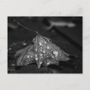 Buscar gotas de rocío postales Lluvia