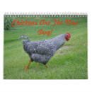 Buscar pollo calendarios Gallinas