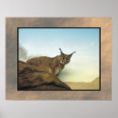 Buscar lince posters Fotografía
