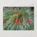 Buscar bicolor postales General y unisex