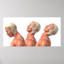 Buscar músculos humanos posters Ilustracion