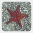 Buscar estrella roja postales Mar