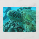 Buscar tortuga postales Arrecife