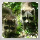 Buscar raccoon arte Animales
