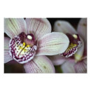Buscar orquídea púrpura posters Elegante
