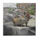 Buscar critter decoracion Chipmunk