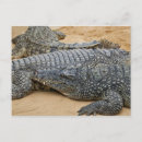 Buscar despredador postales Reptil
