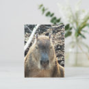 Buscar capybara postales Roedor