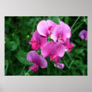 Buscar orquídeas fotografía Orchidaceae
