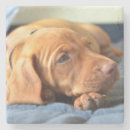 Buscar pata posavasos Perro