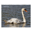 Buscar cisne mudo fotografía Ave acuática