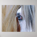 Buscar caballo gitano posters Mazorca