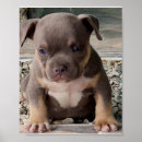 Buscar toro negro posters Perro