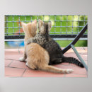 Buscar imágenes de gatos posters Gatitos